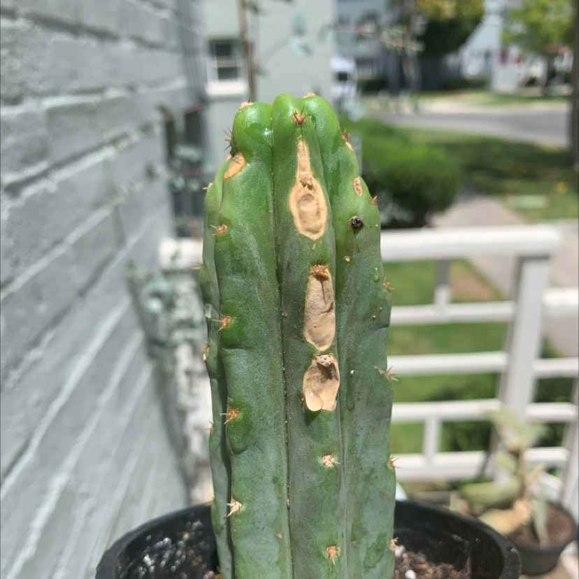 Pleated Cereus cactus with browning and scarring on the stem, potted outdoors.
