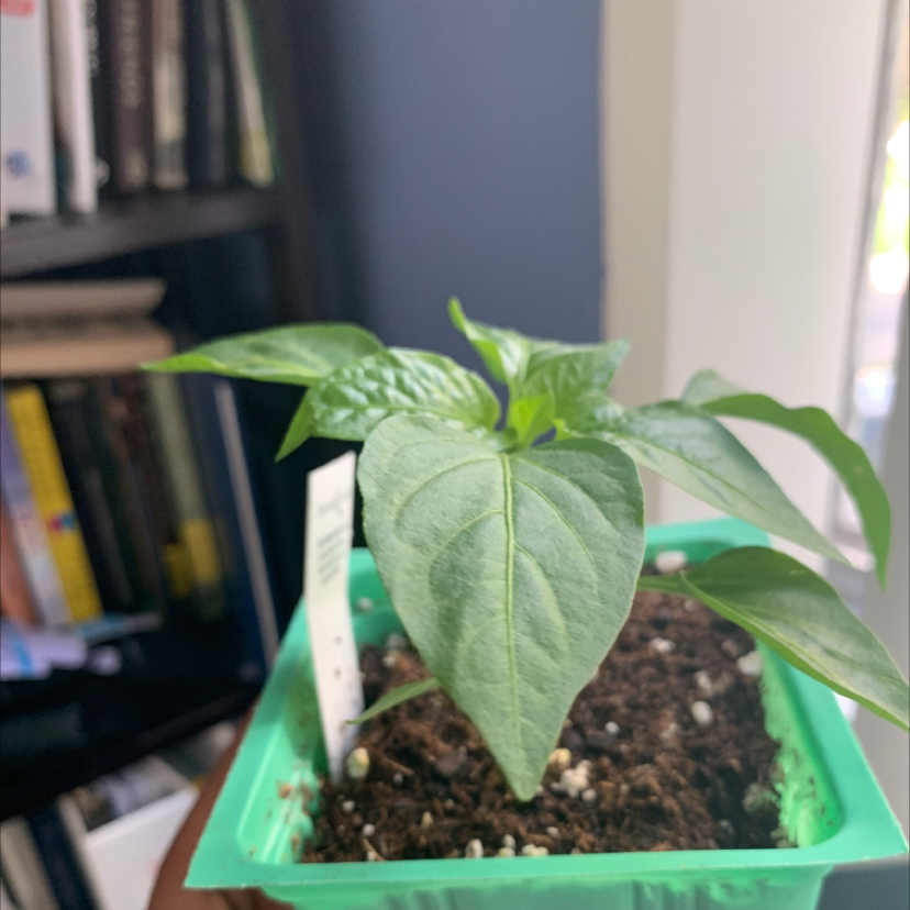 Pepper Plant plant photo by @plantqueen named Billy on Greg, the plant care app.