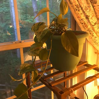 Marble Queen Pothos plant in Somewhere on Earth