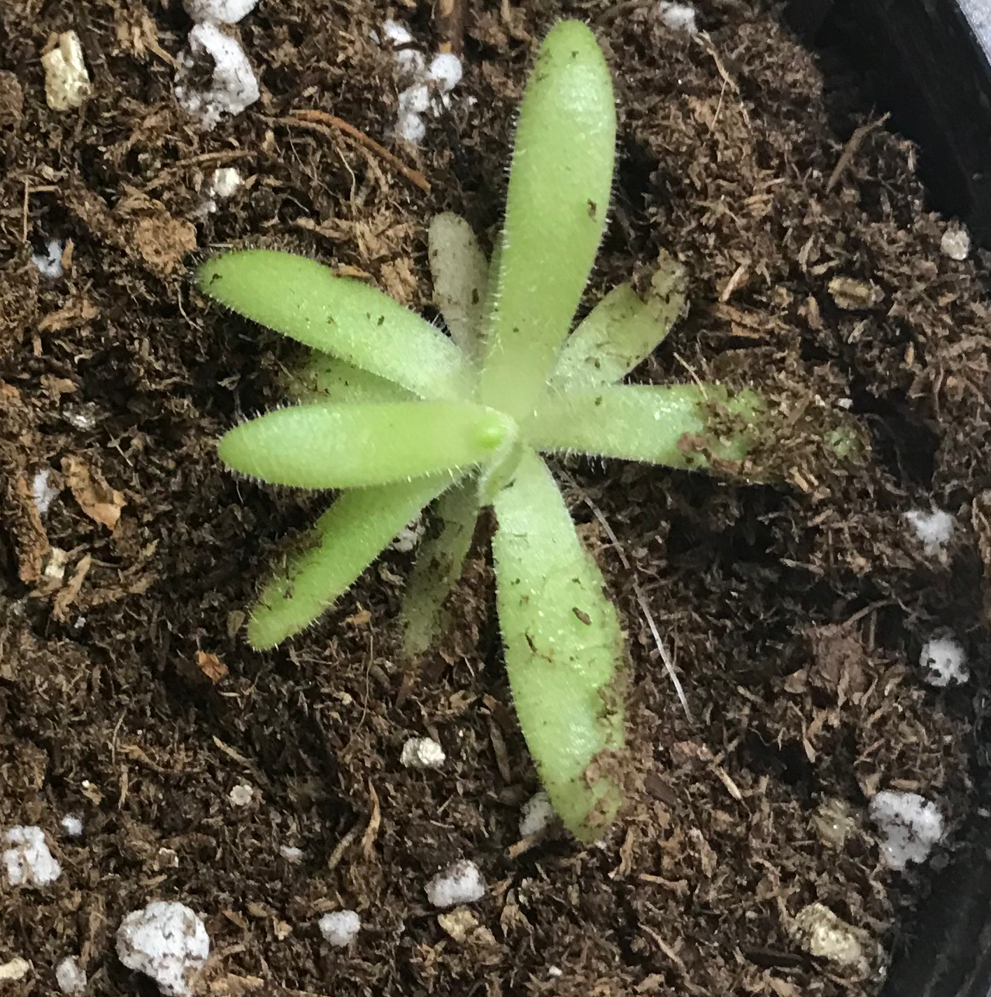 Photo of the plant species Pinguicula agnata gypsicola by @trailmix named Sage on Greg, the plant care app