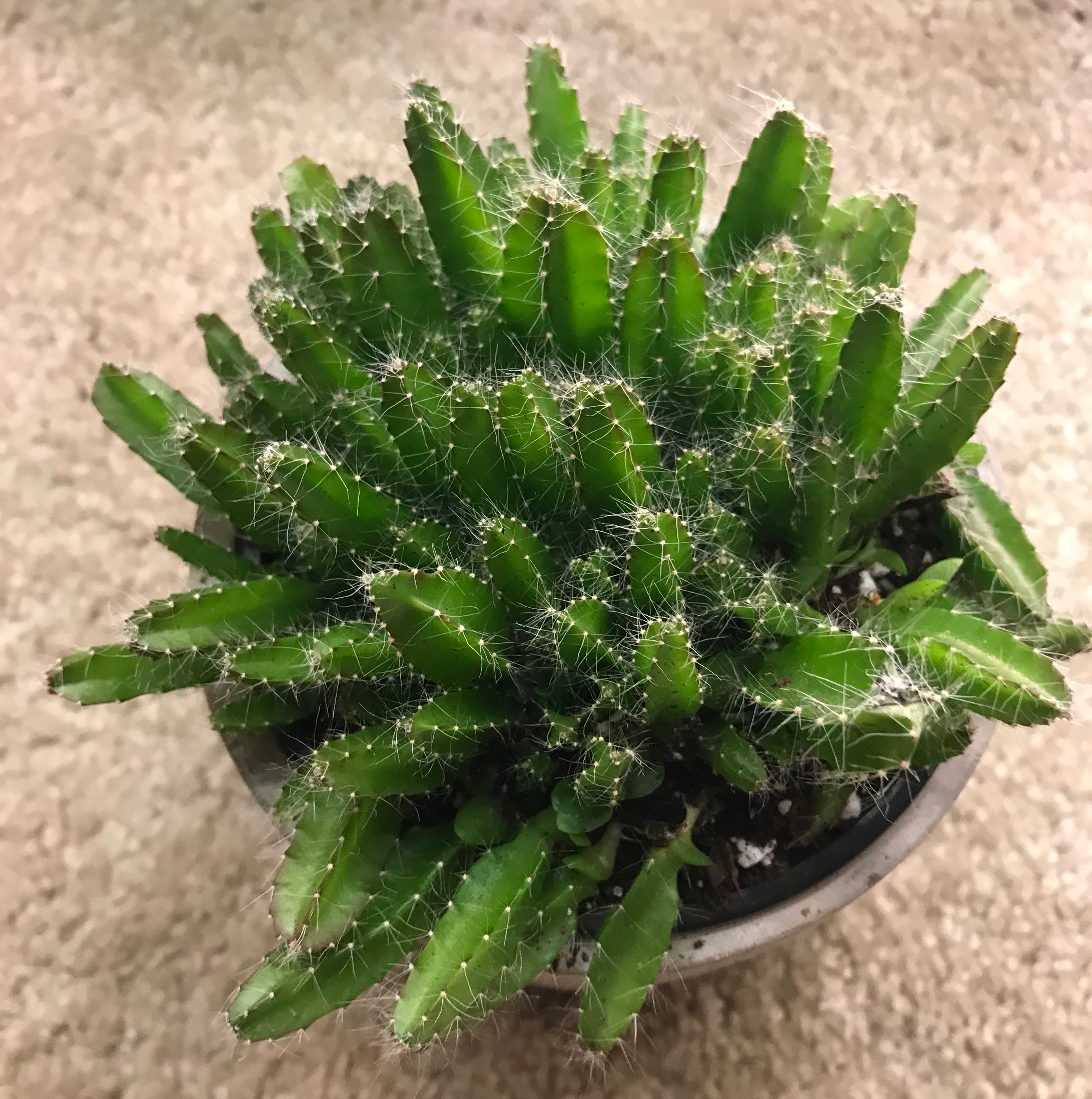 Photo of the plant species Dragon Fruit by @trailmix named Sherlock on Greg, the plant care app