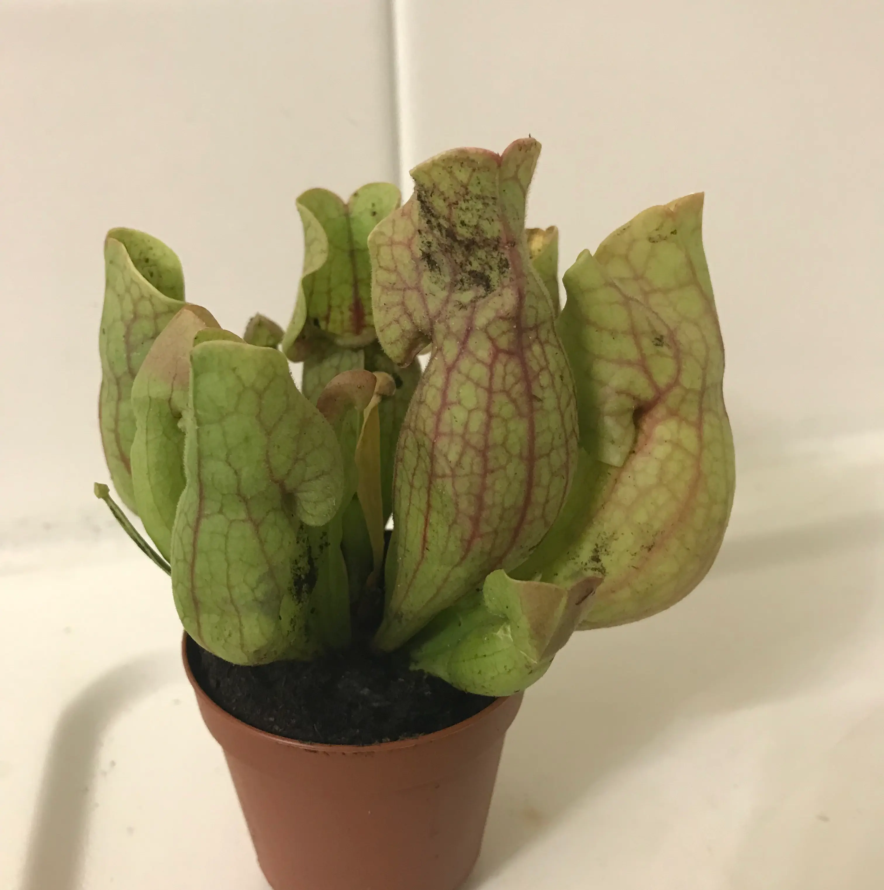 Photo of the plant species Southern Purple Pitcher Plant by @trailmix named Captain Plant-it on Greg, the plant care app