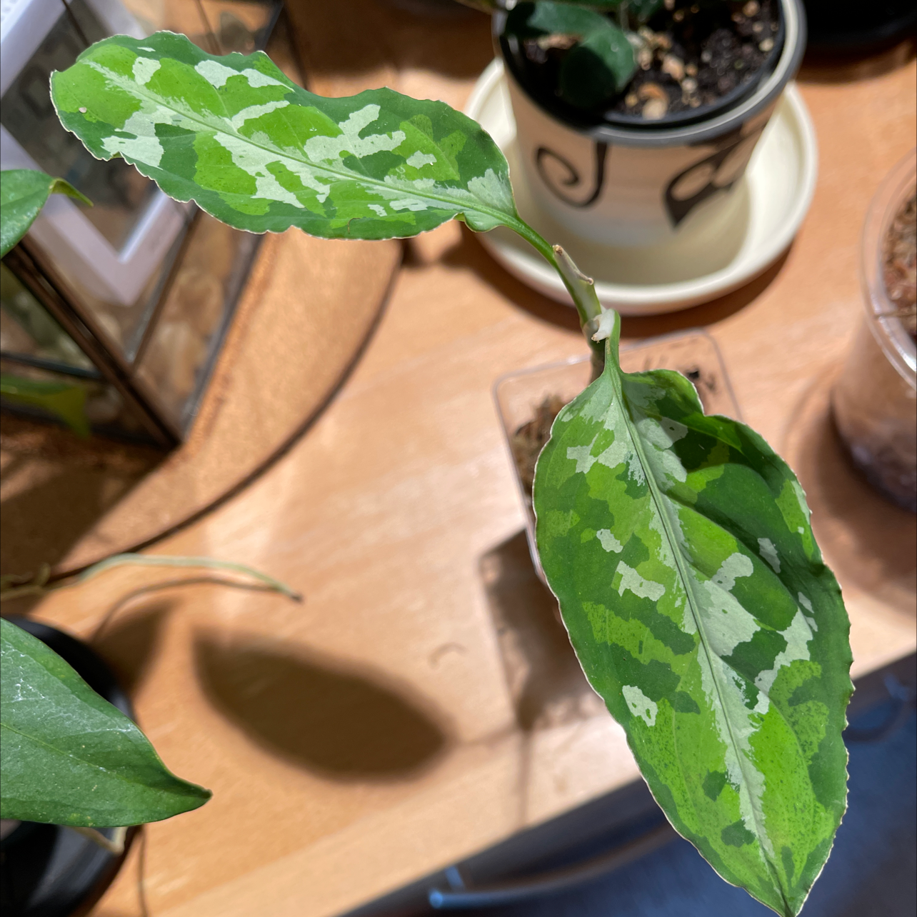 Aglaonema 'Tricolor' plant with variegated green leaves, soil visible in background.