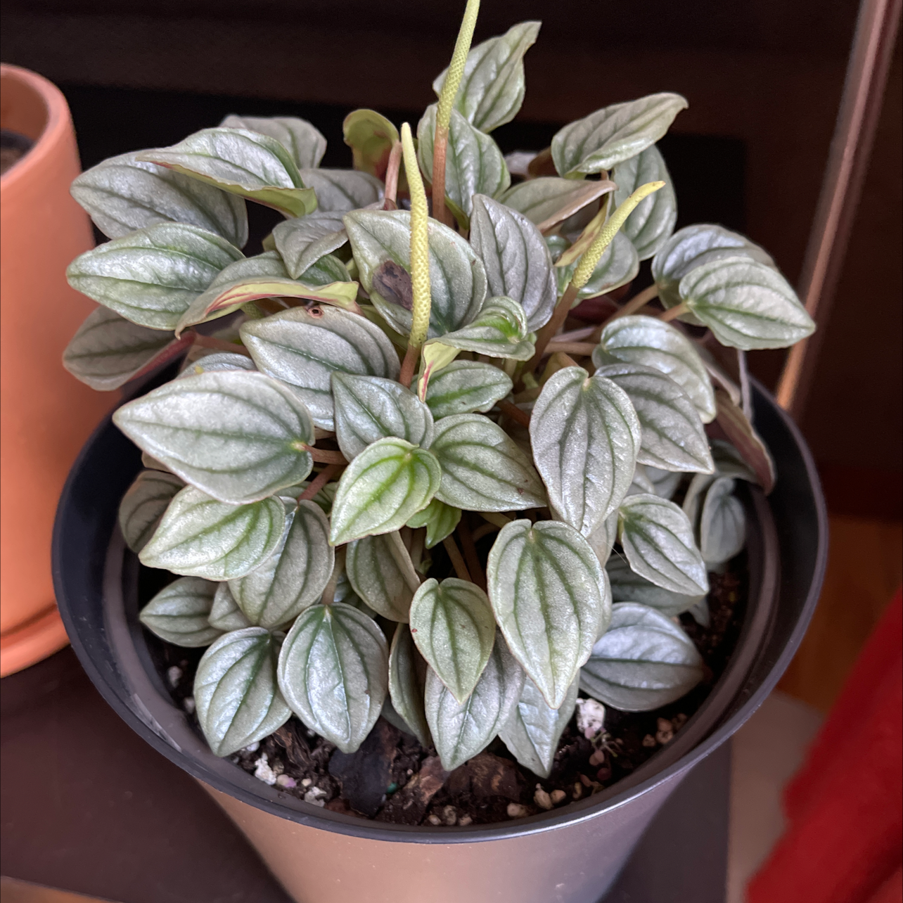 Silver Ripple Peperomia plant in a black pot, healthy with rippled leaves.