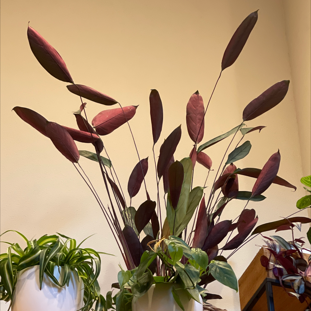 Never Never Plant 'Grey Star' with healthy, elongated leaves in a white pot.
