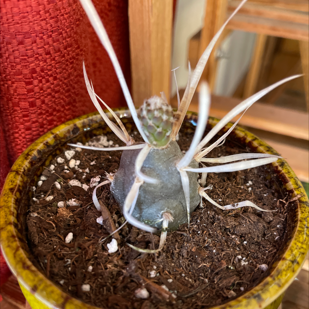 Paper Spine Cactus in a pot with visible soil and some dried spines.
