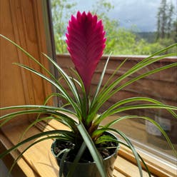 pink quill plant