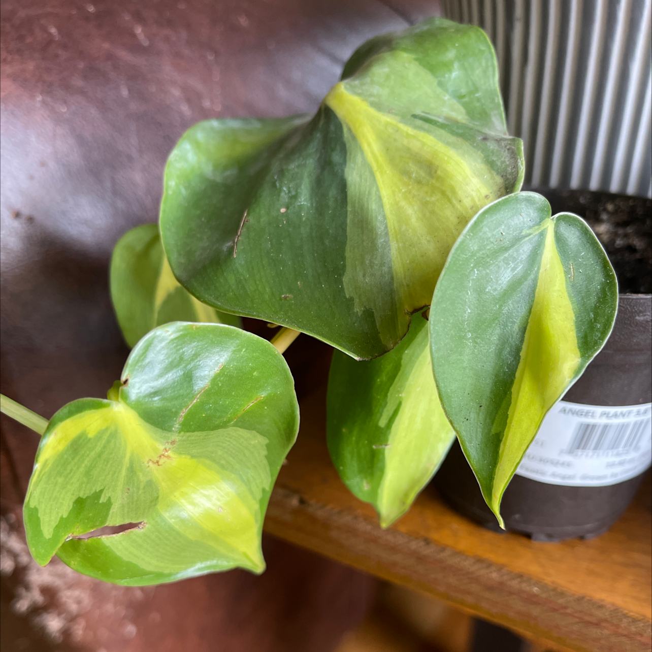 Brazil Philodendron with variegated green and yellow leaves in a pot on a wooden surface.