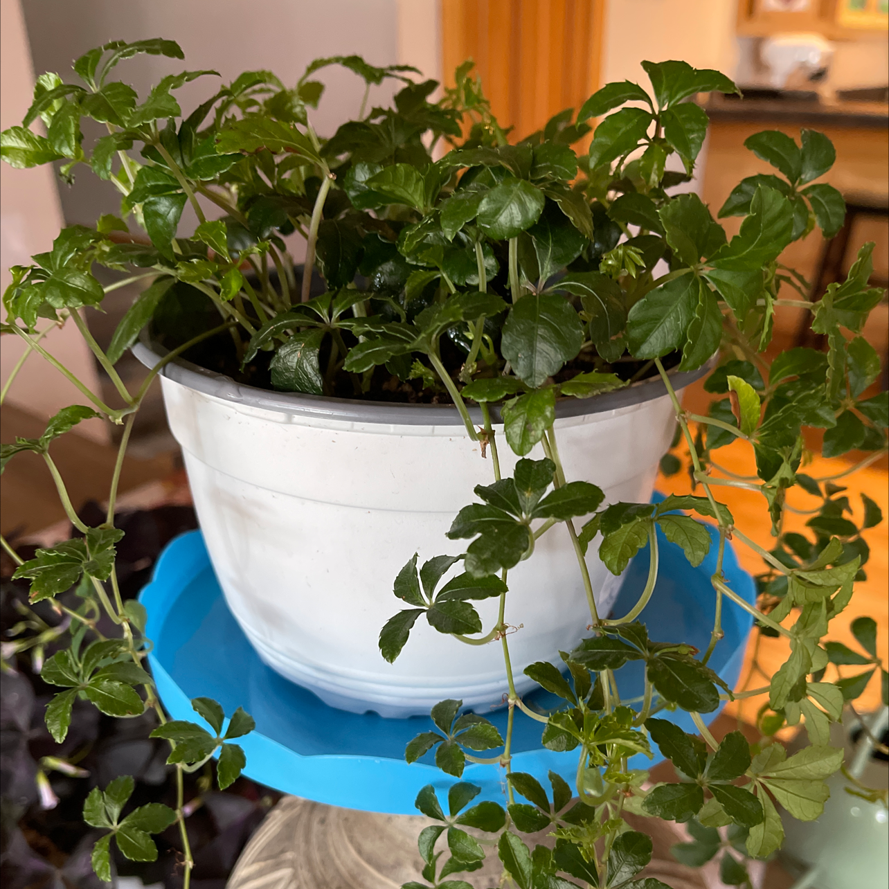 Virginia Creeper plant in a white pot on a blue tray, healthy green leaves.
