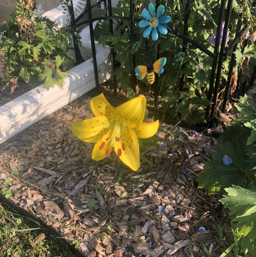 Yellow Daylily in a garden with vibrant yellow flowers and surrounding greenery.