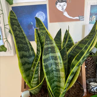 Snake Plant plant in Oakland, Maryland