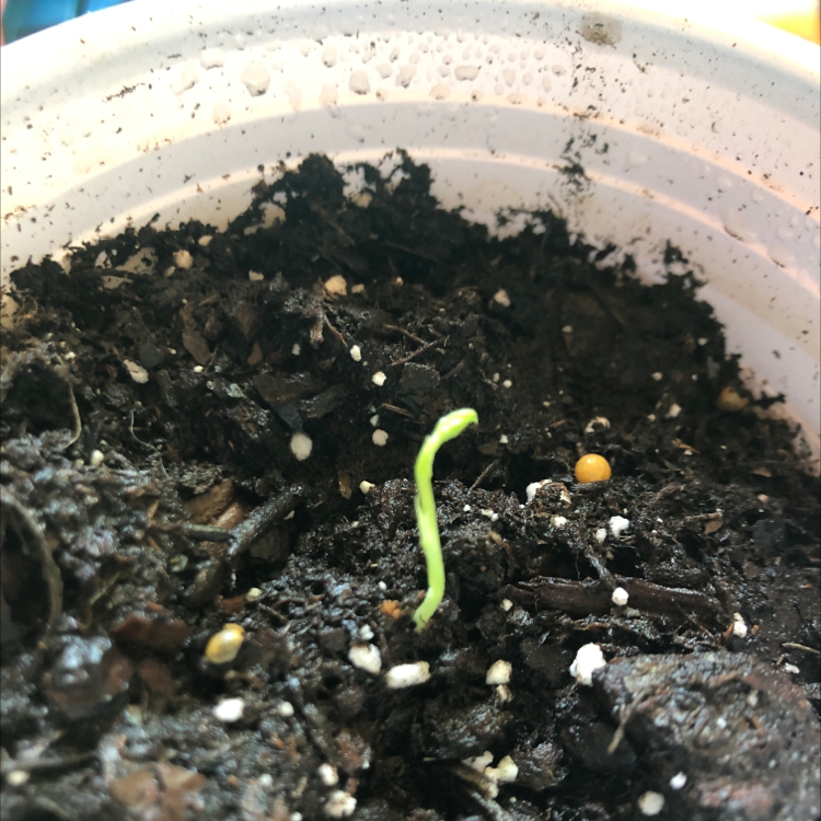Young Marvel of Peru seedling emerging from soil in a pot.