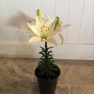 Easter lily plant in Somewhere on Earth