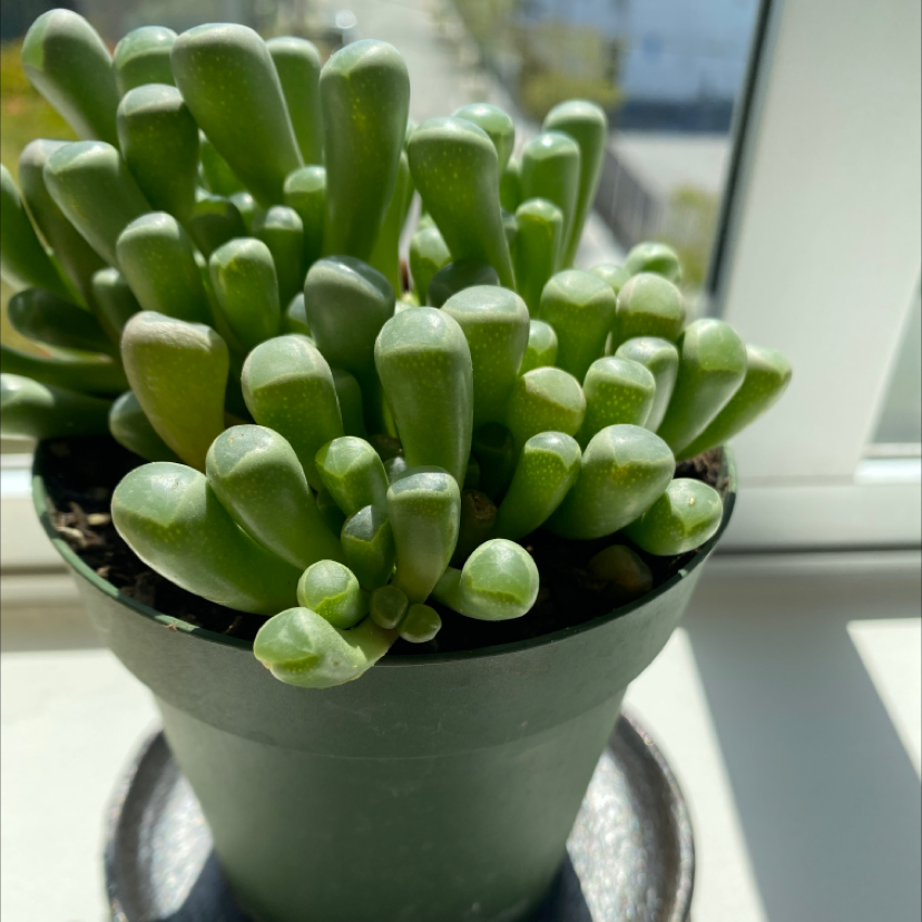 Healthy Baby Toes plant (Fenestraria rhopalophylla) in a pot on a windowsill.