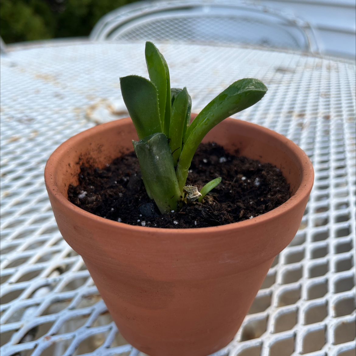 Haworthia 'Obtusa' plant in a terracotta pot on a white metal table.