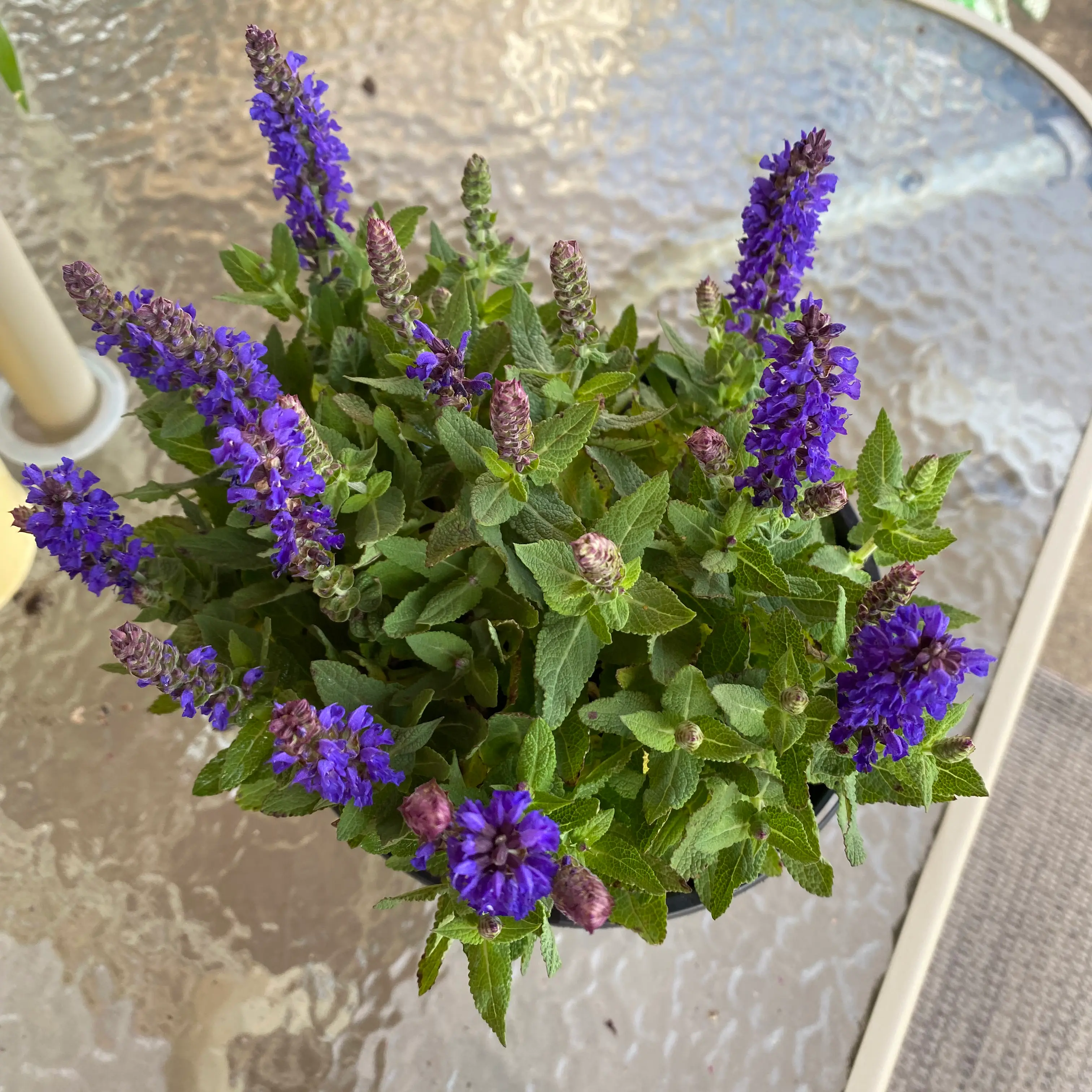 Mealycup Sage plant with vibrant purple flowers and healthy green leaves on a glass table.