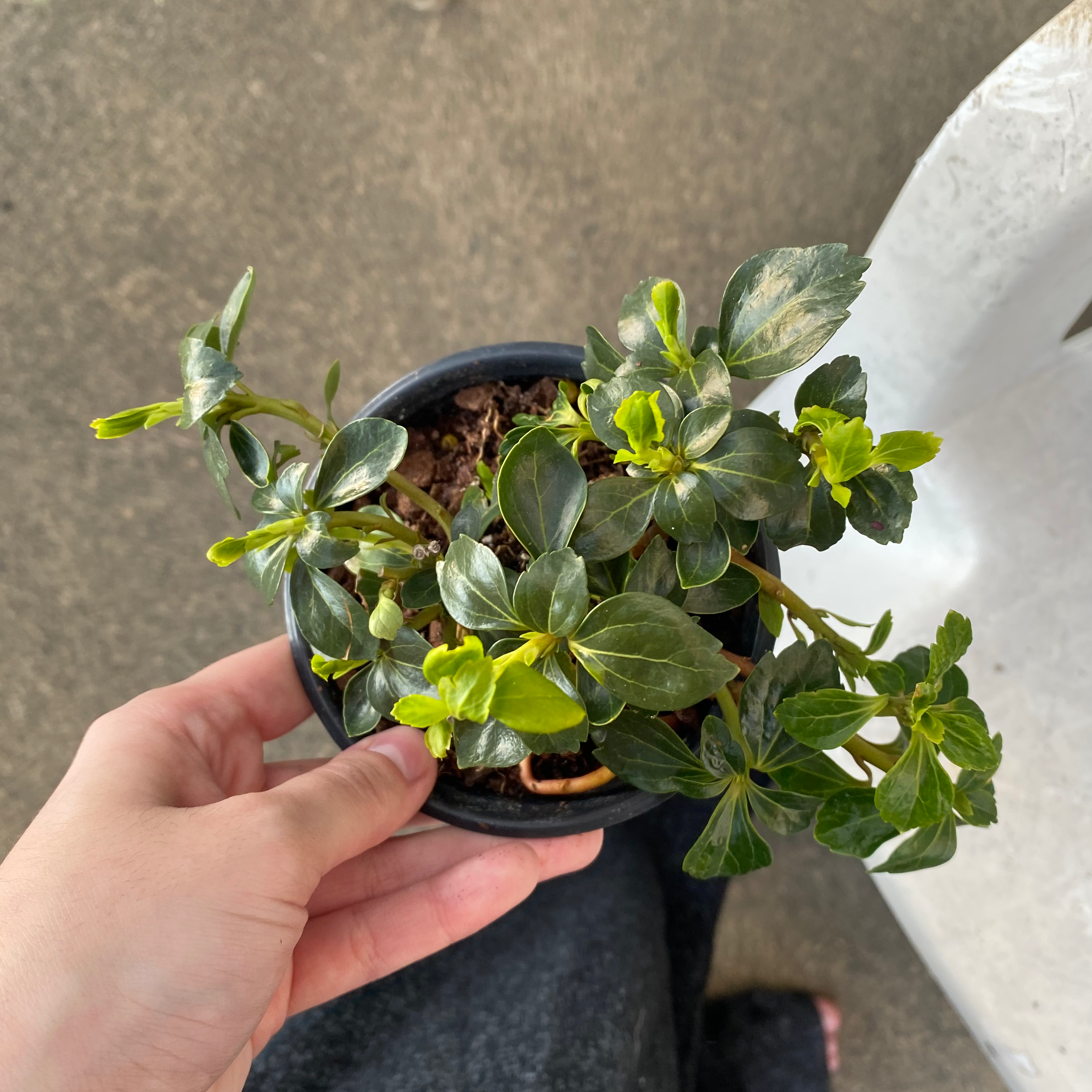 A healthy Japanese Spurge plant in a small pot, held by a hand.