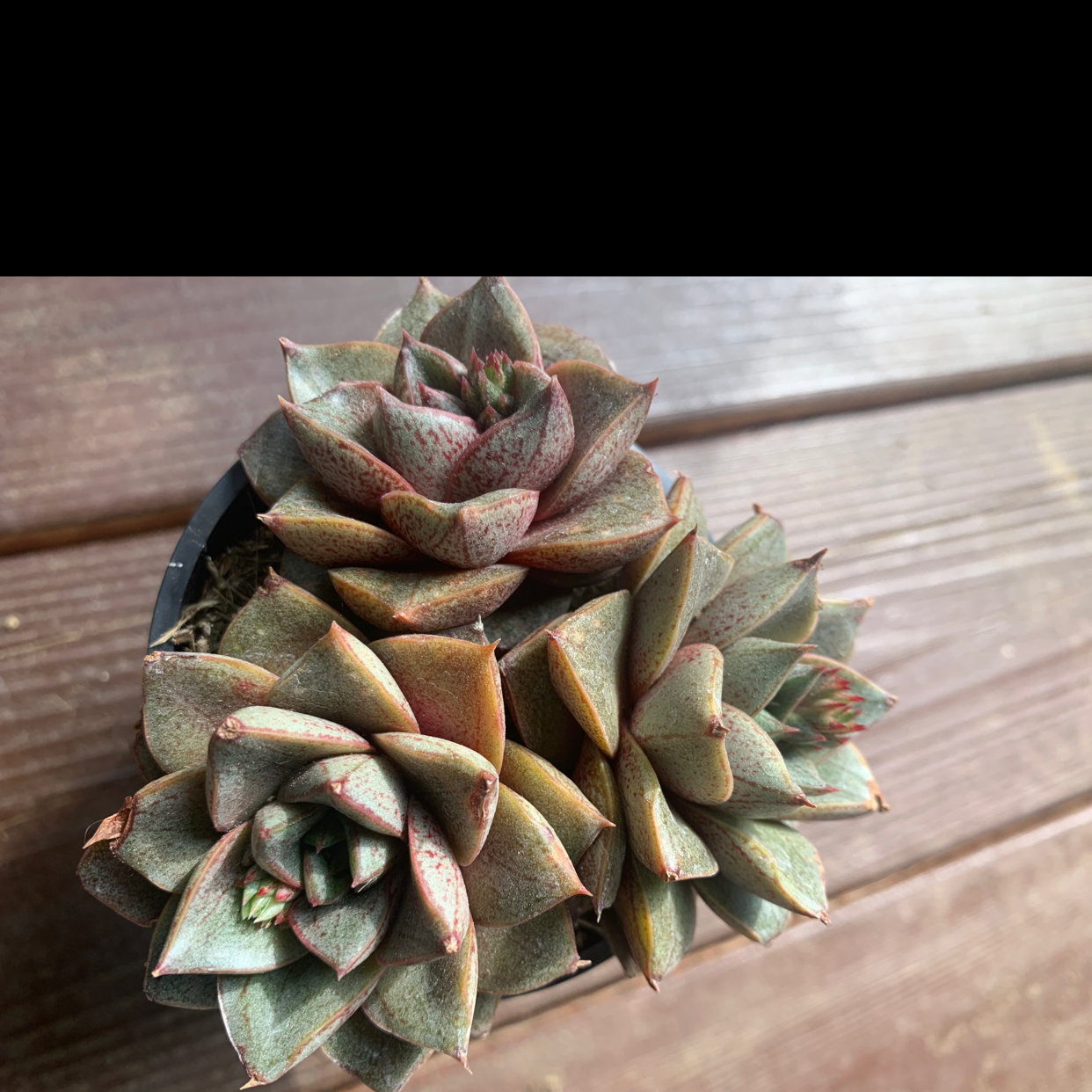 Photo of the plant species Graptopetalum purpusorum by @JuicyRambutan named Your plant on Greg, the plant care app