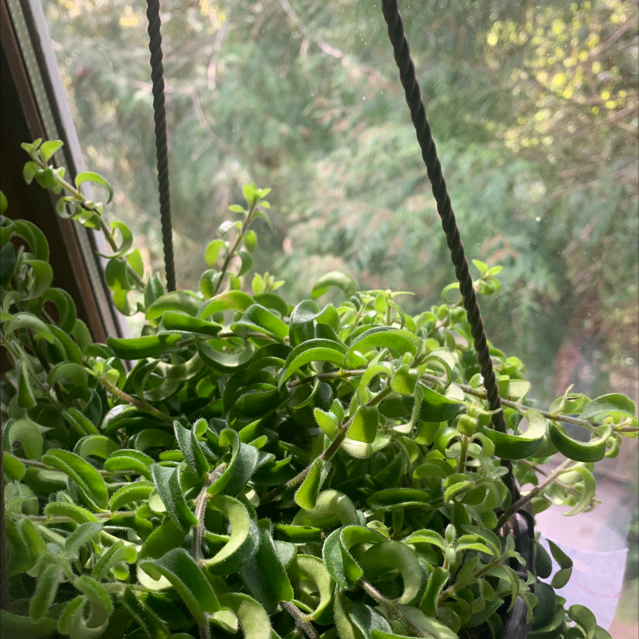 Twisted Lipstick Plant in a hanging pot near a window, vibrant green leaves.