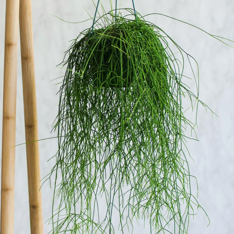 Photo of the plant species Mistletoe Cactus by @CognizantPuriri named Your plant on Greg, the plant care app