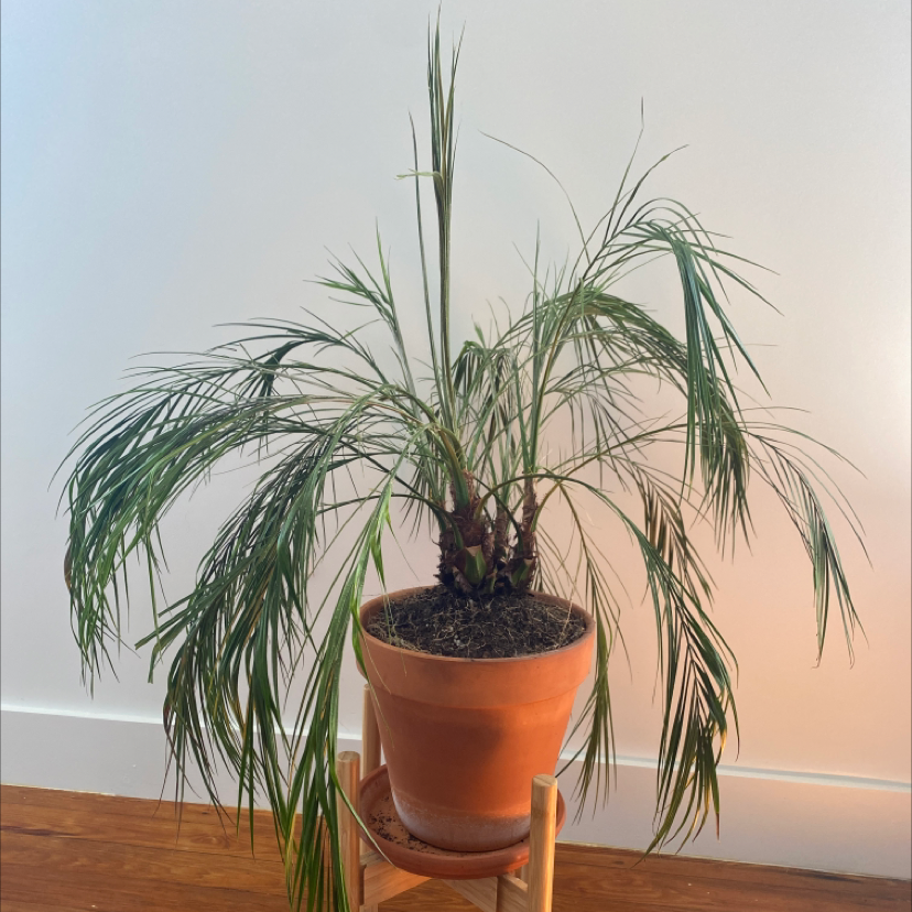 Healthy pygmy date palm in a terracotta pot on a hardwood floor against a white wall, with long green drooping leaves.
