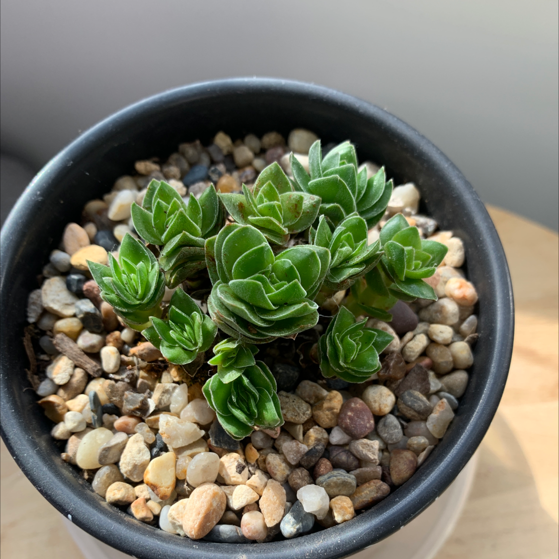 Photo of the plant species Crassula 'Ivory Pagoda' by @TryBanana named Watermelon on Greg, the plant care app