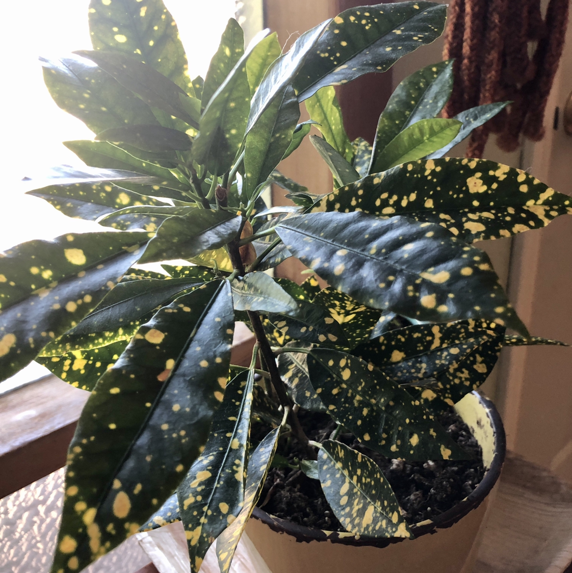 Gold Dust Croton plant with yellow speckled leaves in a pot near a window.