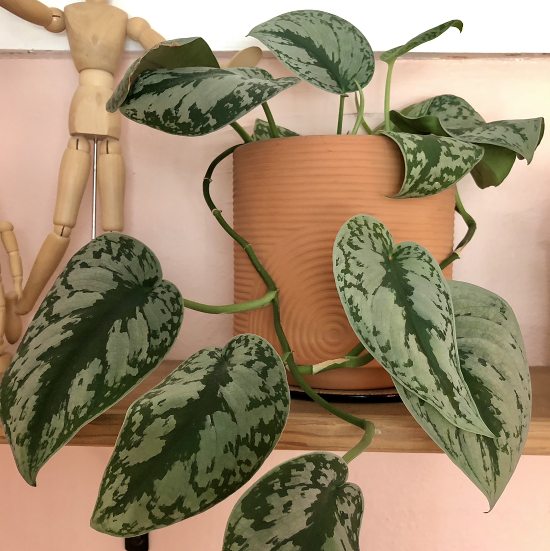 Photo of the plant species Satin Pothos by @Nicole named Silver Scindapsus Pictus on Greg, the plant care app