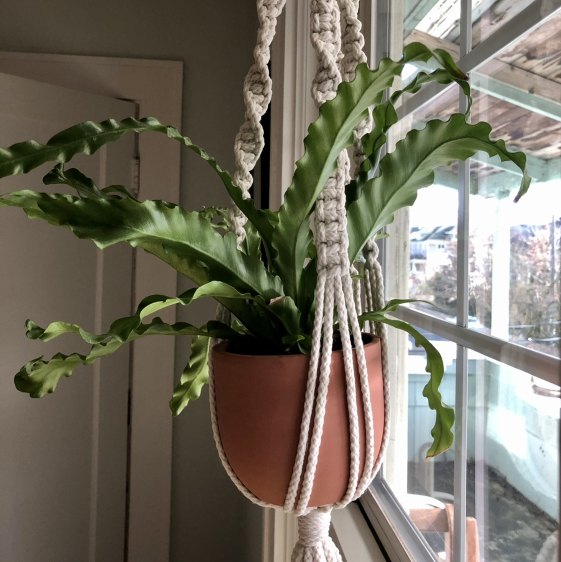 Healthy, thriving Bird's Nest Fern in macrame hanger in front of sunny window, with lush green rippled fronds and no discoloration.
