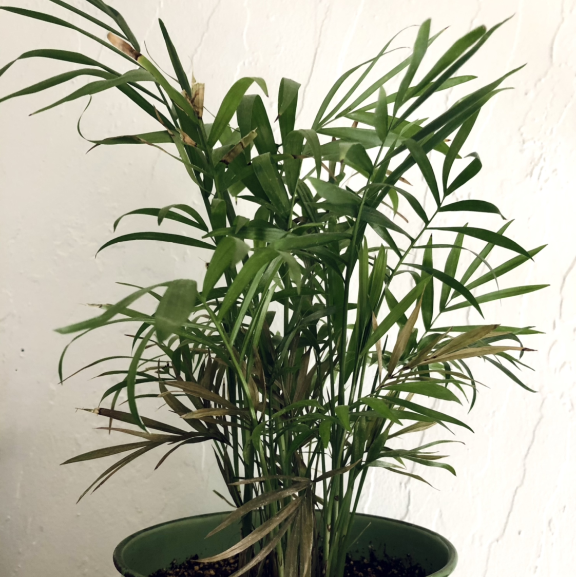 A healthy, thriving parlour palm plant with lush green fronds growing in a dense, bushy manner in a black planter pot.