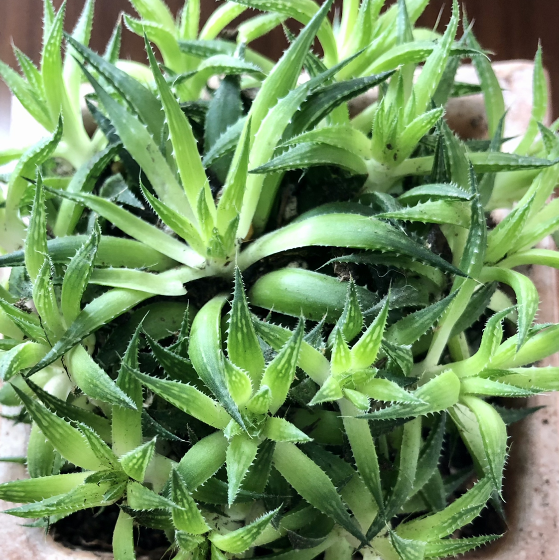 Photo of the plant species Haworthia chloracantha by @Nicole named Haworthia Starburst on Greg, the plant care app