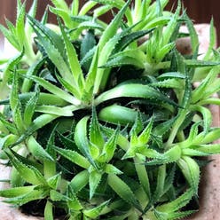 Haworthia chloracantha plant