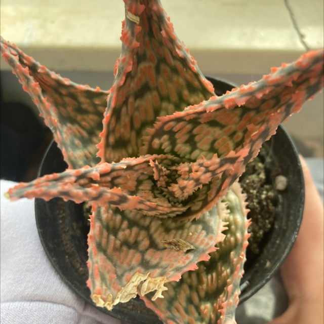 Photo of the plant species Aloe 'Muana Lao' by @DeftHarebell named wormwood on Greg, the plant care app