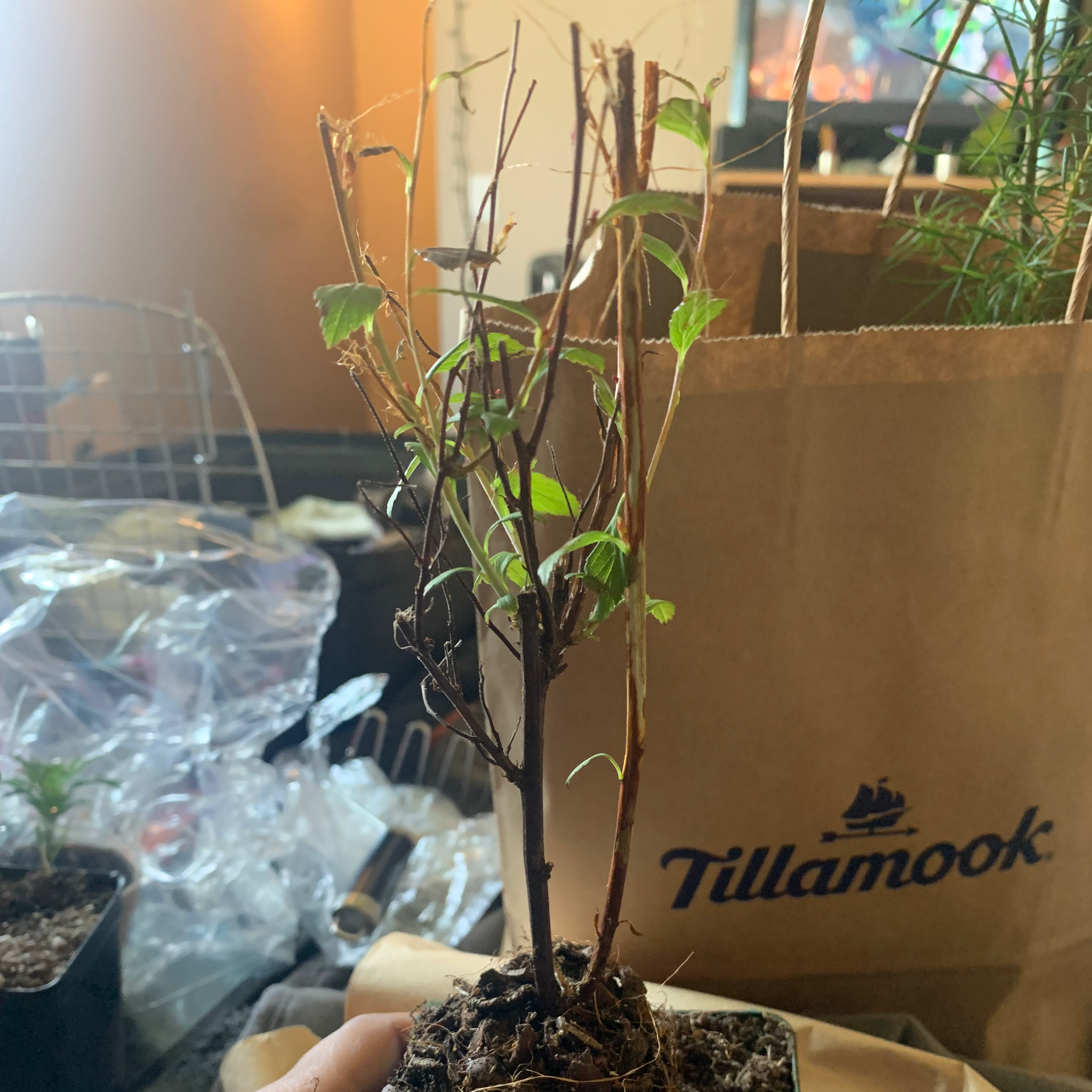 Japanese Meadowsweet plant with green leaves and brown stems in a pot with visible soil.