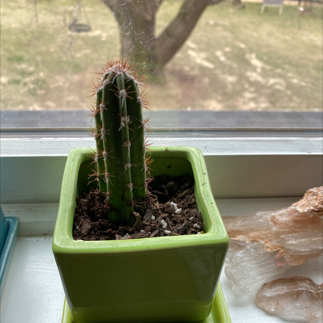 Pleated Cereus cactus in a green pot on a windowsill.