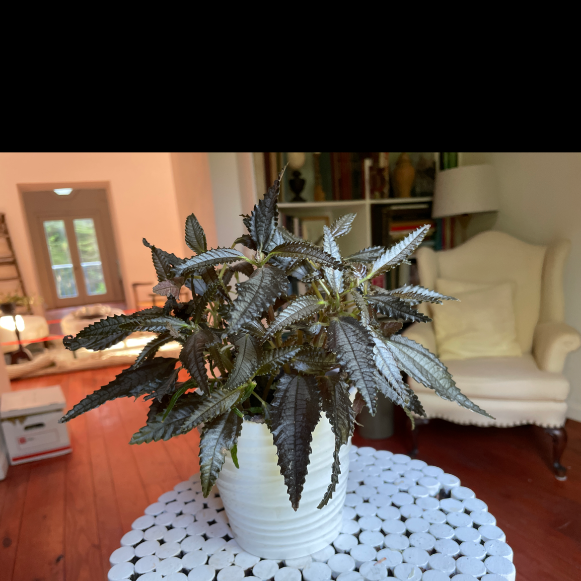 Dark Mystery Pilea plant in a white pot on a table, indoor setting.