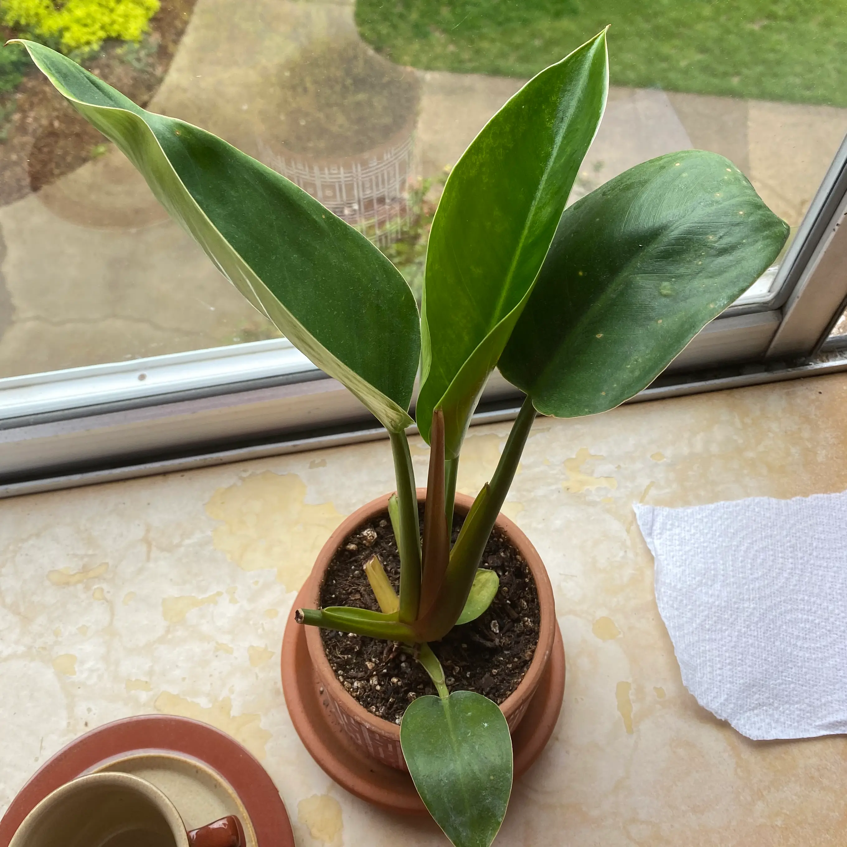 Photo of the plant species Philodendron renauxii by @sillylilplant named been on Greg, the plant care app