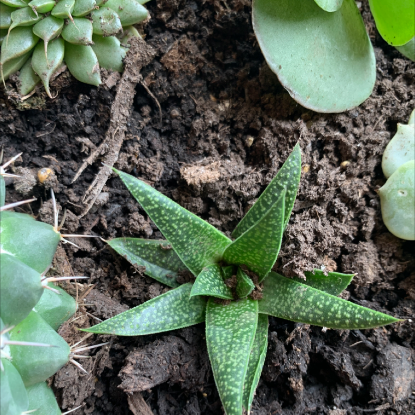Bredasdorp Gasteria plant with green, spotted leaves in visible soil, surrounded by other plants.