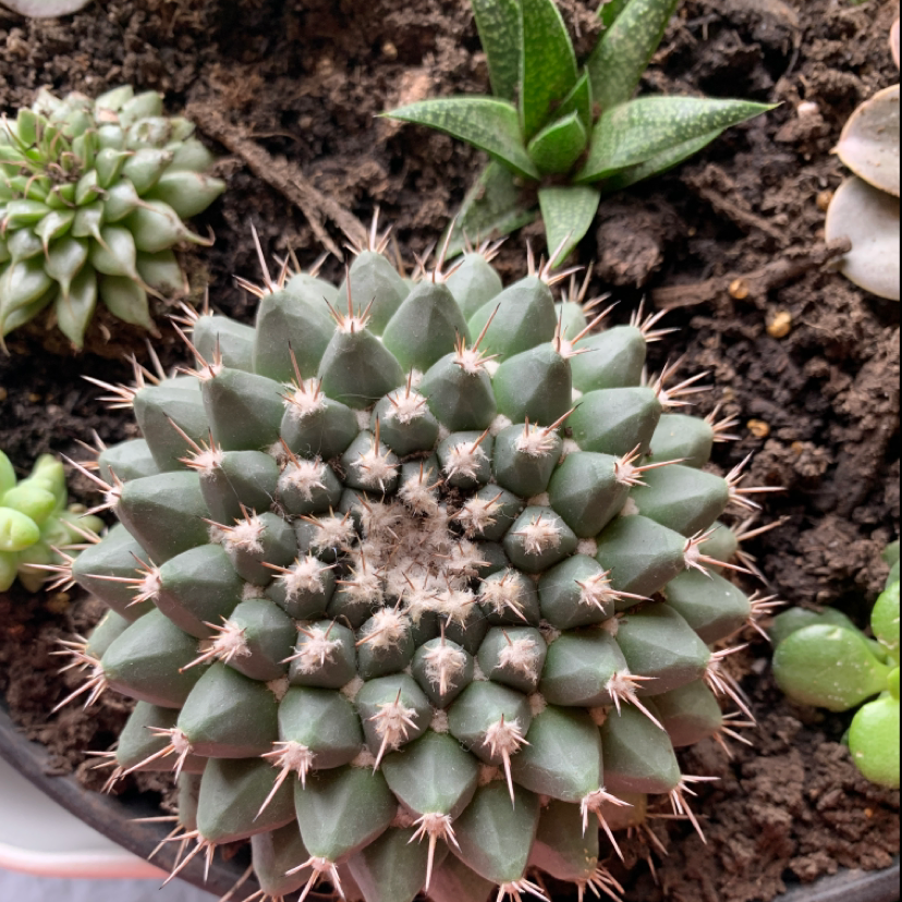 Healthy Mexican Pincushion cactus with visible soil and other small plants.