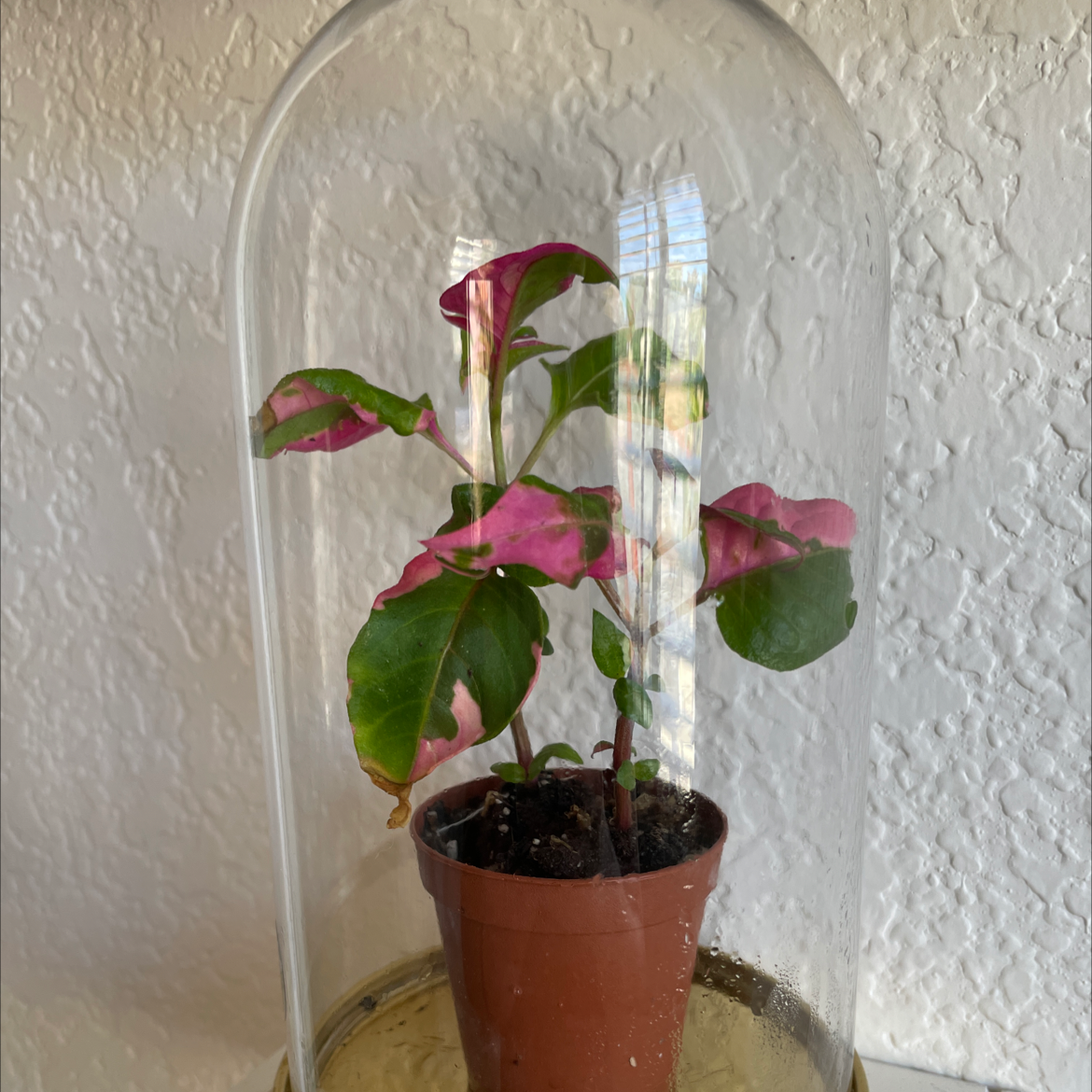 Party Time Alternanthera plant in a small pot, enclosed in a glass dome with vibrant pink and green leaves.