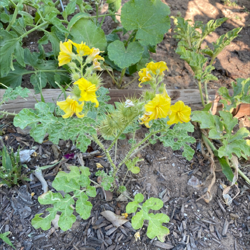 Photo of the plant species Solanum Rostratum by @ComradeBacopa named Your plant on Greg, the plant care app
