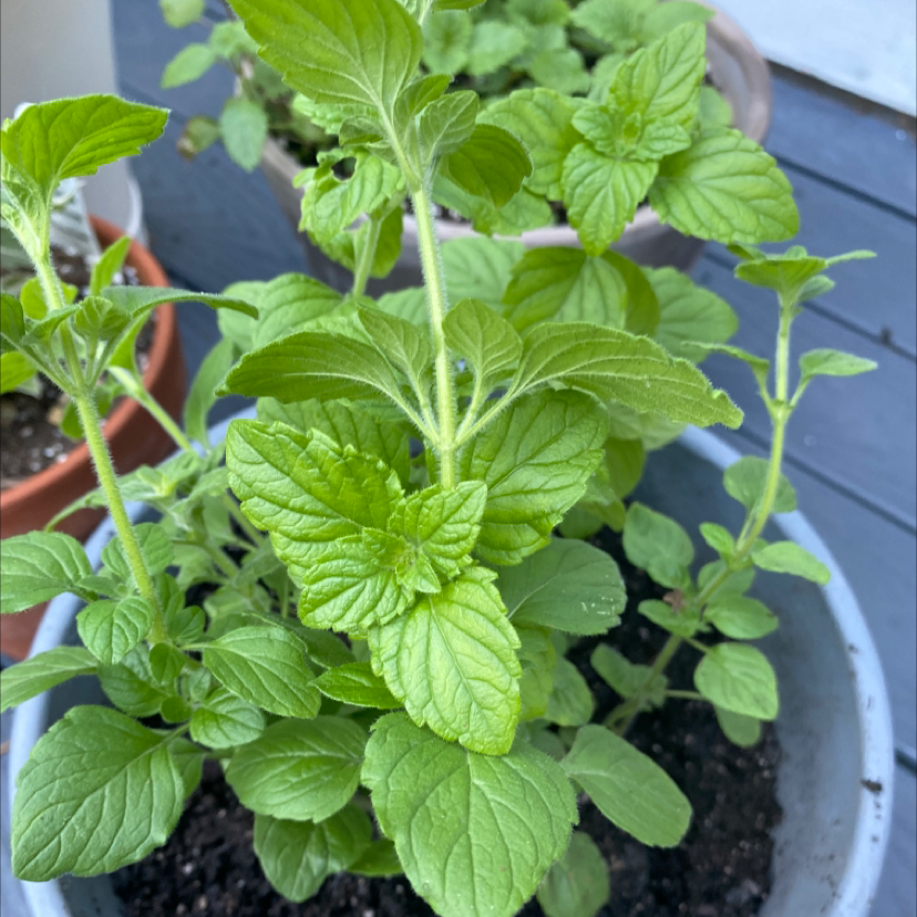 Photo of the plant species Spearmint by @ccorvino named Sperry the Spearmint on Greg, the plant care app