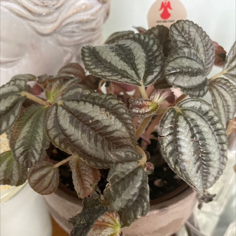 Photo of the plant species Friendship Plant by @ccorvino named Pam the Pan Am on Greg, the plant care app