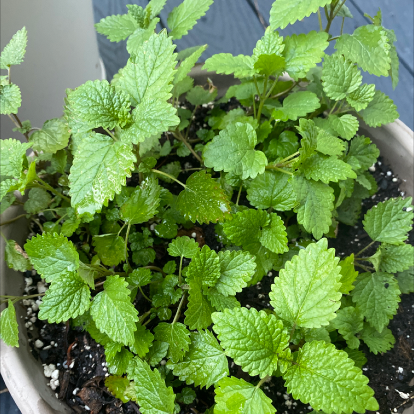 Healthy Lemon Balm plant in a pot with vibrant green leaves.