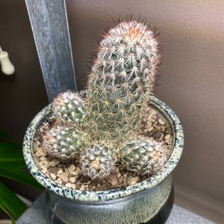 Spiny pincushion cactus plant in Sacramento, California