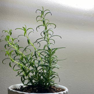 Rosemary plant in Sacramento, California