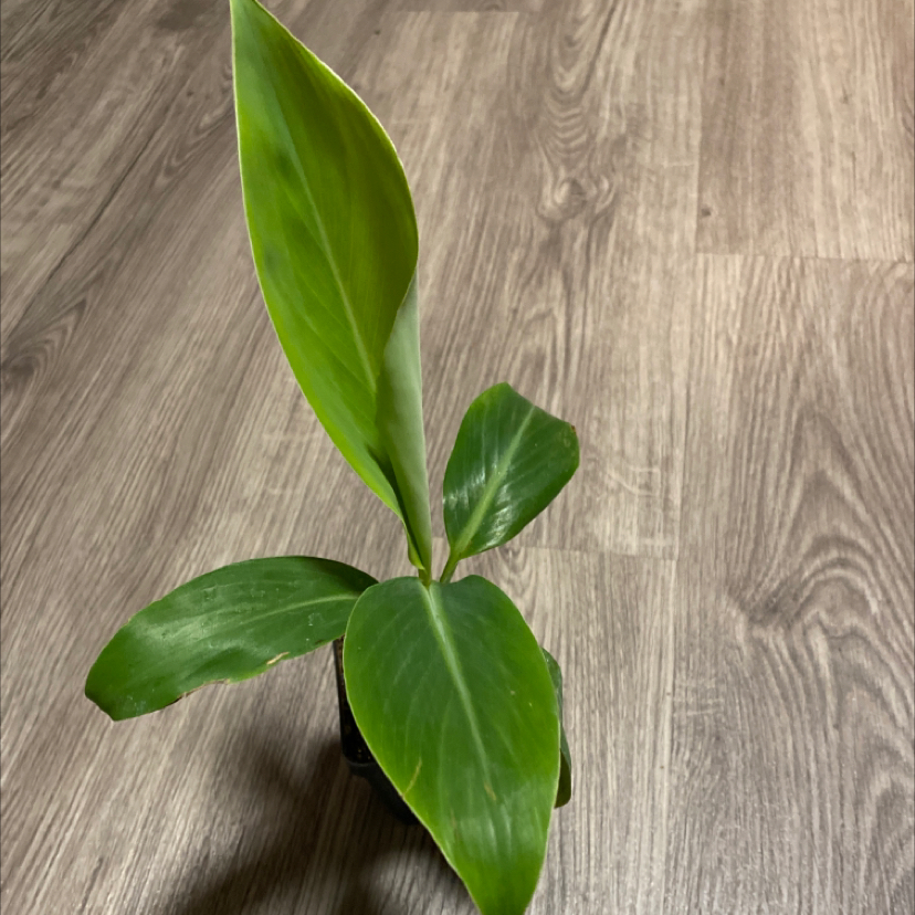 A healthy young Dwarf Banana plant with green leaves on a wooden floor.