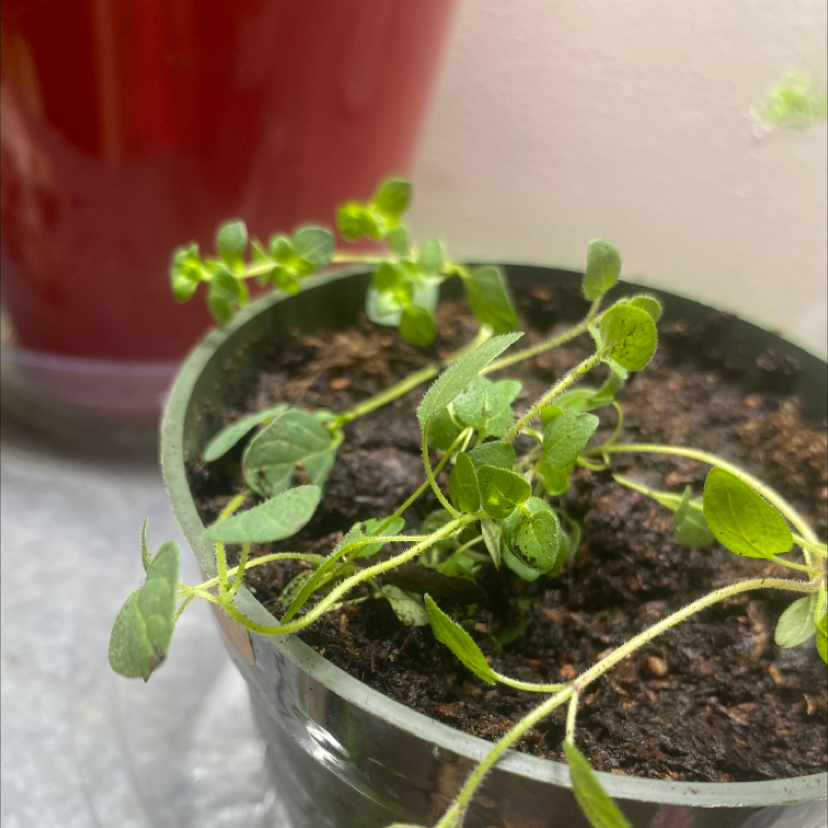Close-up of a healthy young oregano plant in a pot with rich soil, bright green leaves, and no signs of disease or distress.