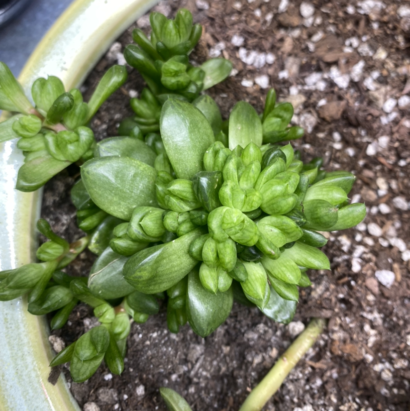 Cathedral Window Haworthia succulent with healthy green leaves in a pot with visible soil.