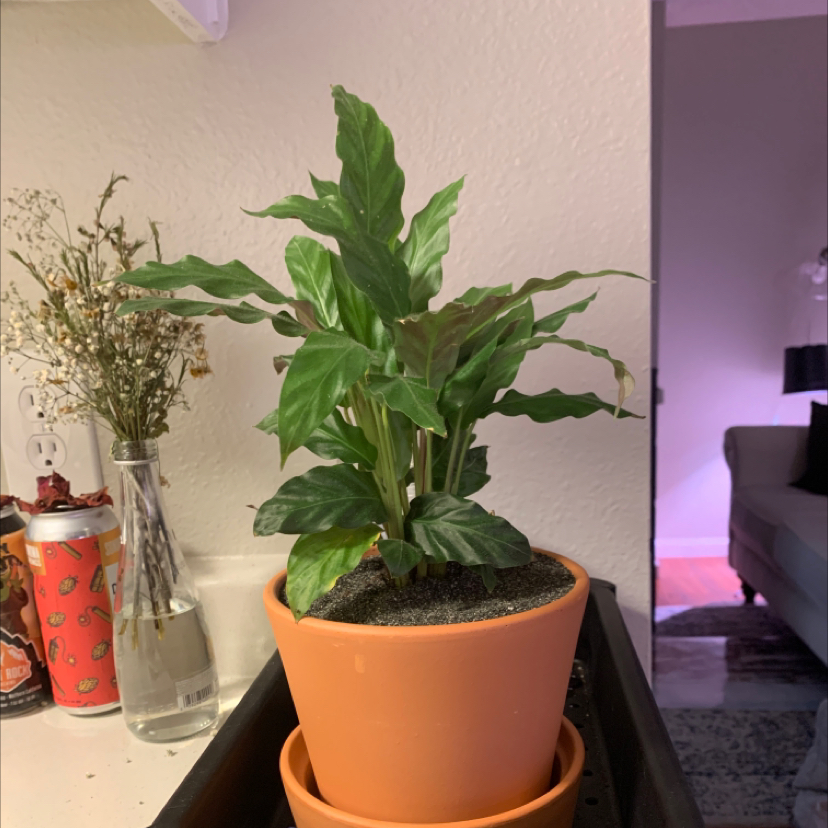 Potted Furry Feather Calathea plant with green leaves, healthy appearance.